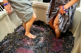 Oct 2026 Grape Stomp