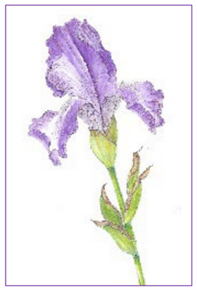 Botanical Art Mini-Workshop - April Blooms