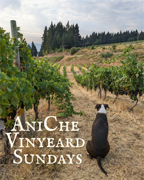 Vineyard Sundays | April 19th