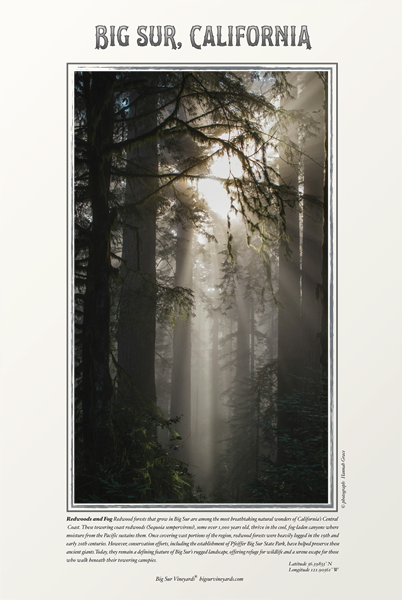 #2 Redwoods & Fog