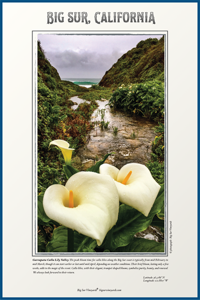 #9 Calla Lily Valley