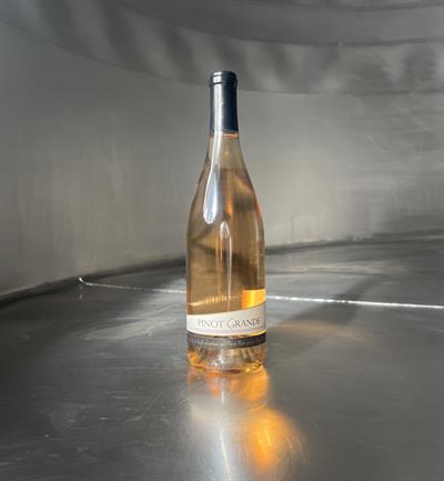 White Pinot Noir 2024