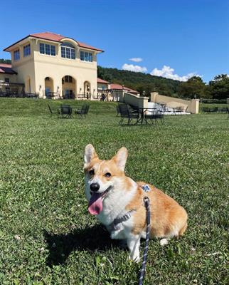 Vines & Views: A Hiking Wine Tasting Experience on Dog Days