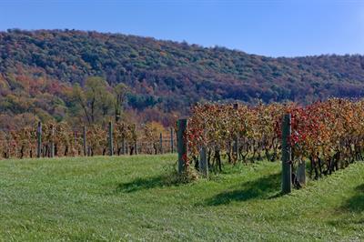 Vines & Views: A Hiking Wine Tasting Experience