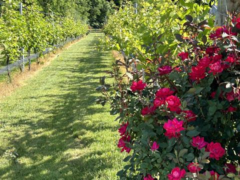 Vineyard Tour