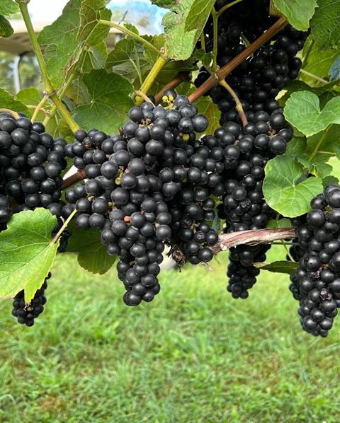 Taste the Wine/Taste the Grape