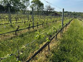 Budbreak Tour: 2026 Public Price