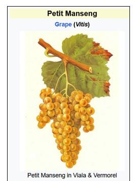 Petit Mansengs around the World:PUBLIC PRICE