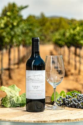 2024 Cabernet Sauvignon