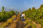 Turning Sustainability into Better Guest Experiences  - *INDUSTRY ONLY*