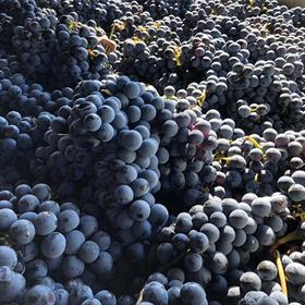 2023 Breezy Slope Pinot Noir "A Little Dip" 12 pack