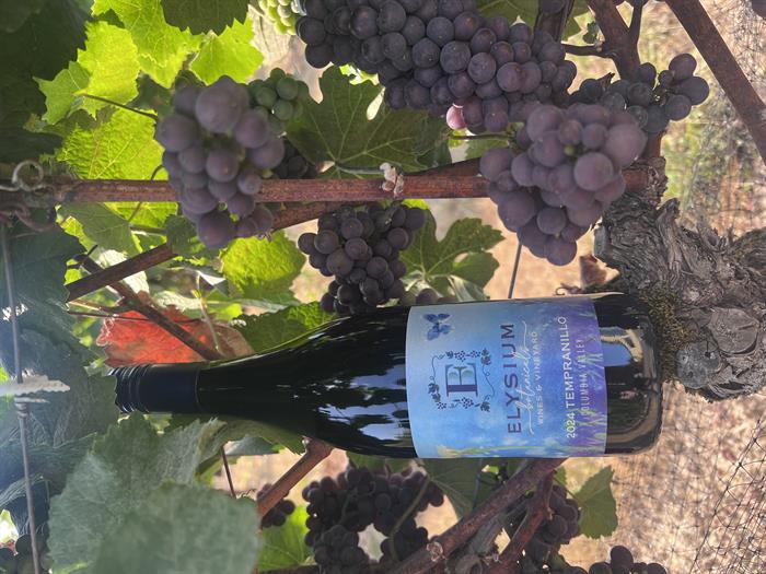 2024 Tempranillo