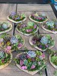 Valentine's Succulent Workshop