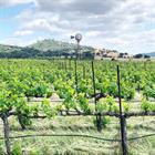 Vineyard Party - May 17, 2025 Day of