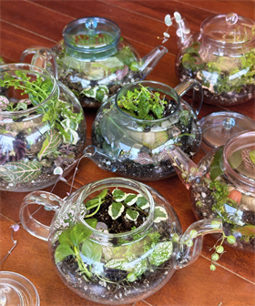Terrarium Crafting Class