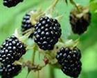 Blackberry