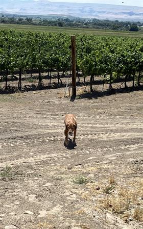 Dog Days of Summer