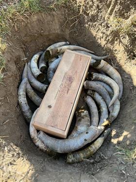 Spring Equinox: Digging Up the Horns