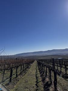 Winemaker's Lunch: Pruning