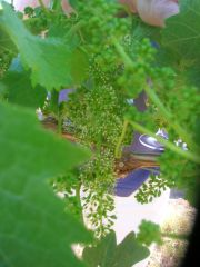 Winemaker's Lunch: Flowering