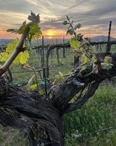 Winemaker's Lunch (June 14)