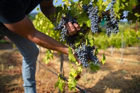 Old Vine Zinfandel (2022)