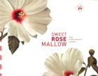 Sweet Rose Mallow