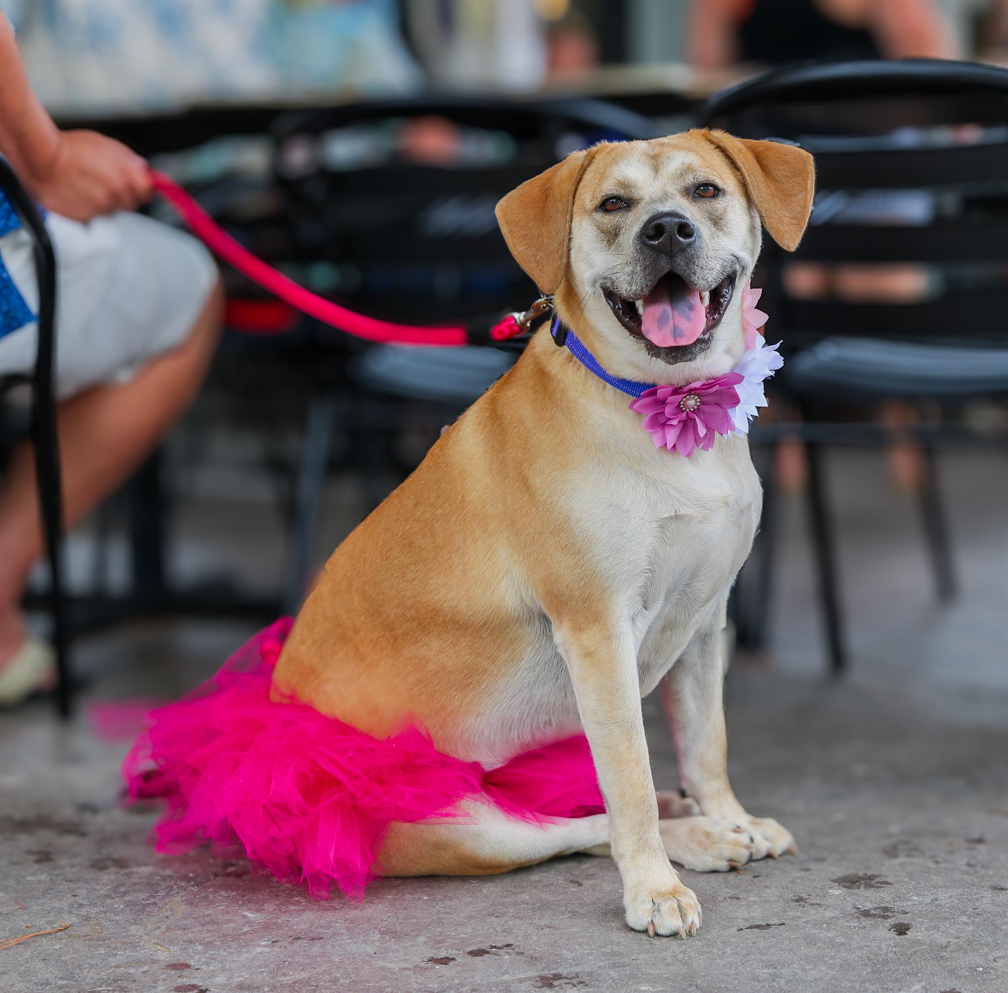 Dog Show Registration Fee