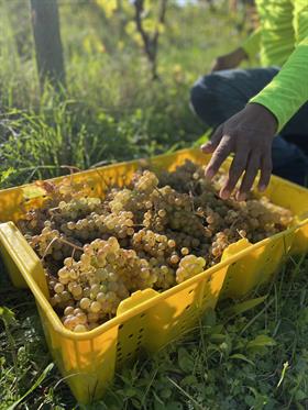 10/3/26 - Riesling Harvest Day - General Admission