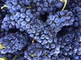 2022 Pinot Noir - La Costa Vineyard - Anderson Valley