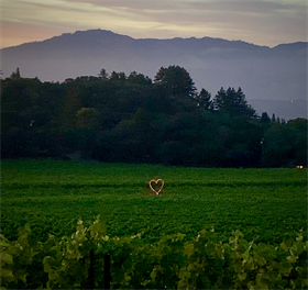 2016 Recherché Reserve Pinot Noir van der Kamp Vineyard - Old Vines - Sonoma Mountain