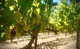 2021 Recherché Reserve Chardonnay - Mariah Vineyard - Mendocino Ridge