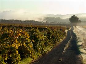 2022 Pinot Noir - Bacigalupi Vineyard - Russian River Valley