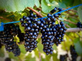 2023 Pinot Noir - van der Kamp Vineyard - Sonoma Mountain