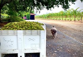 2021 Recherché Reserve Chardonnay - Bacigalupi Vineyard - Russian River  Valley