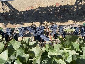 2022 Pinot Noir - Tondre Grapefield - Santa Lucia Highlands