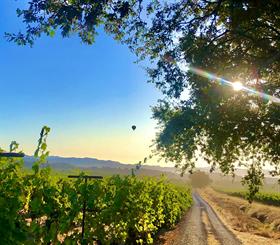 2023 Pinot Noir - Bacigalupi Vineyard - Russian River Valley