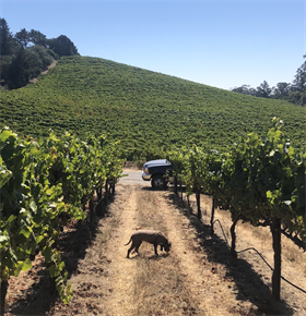 2023 Pinot Noir - Black Knight  Vineyard - Bennett Valley