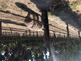 2023 Pinot Noir - Tondre Grapefield - Santa Lucia Highlands