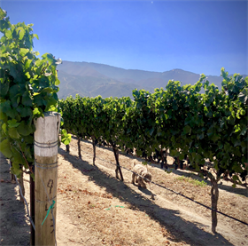 2021 Recherché Reserve Pinot Noir - Tondre Grapefield 943 - Santa Lucia Highlands