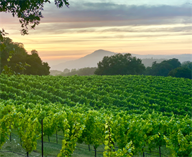 2021 Recherché Reserve Pinot Noir van der Kamp Vineyard - Old Vines - Sonoma Mountain