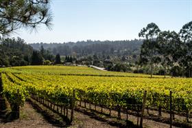 2018 Recherché Reserve Pinot Noir - Lester Family Vineyard - Santa Criz Mountains