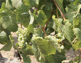 2020 Recherché Reserve Chardonnay - Ferrington Vineyard - Anderson Valley