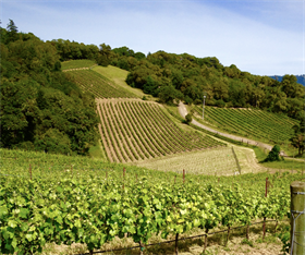 2014 Recherché Reserve Pinot Noir - Deer Meadows Vineyard - Anderson Valley