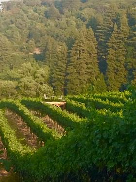 2024 Pinot Meunier - van der Kamp Vineyard - Sonoma Mountain
