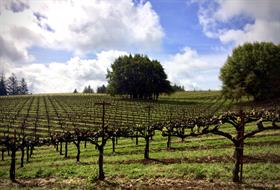2023  Pinot Noir - Mariah Vineyard - Mendocino Ridge