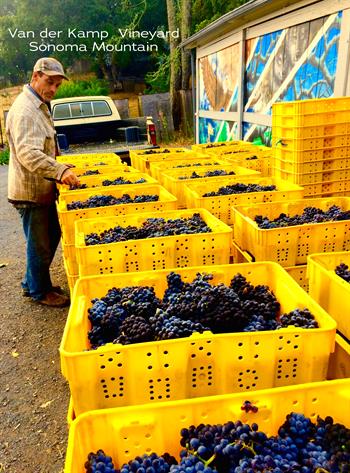 2019 Pinot Noir - van der Kamp Vineyard - Sonoma Mountain
