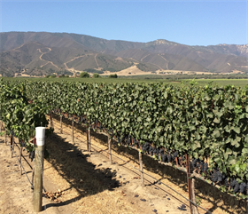 2019 Pinot Noir - Tondre Grapefield - Santa Lucia Highlands
