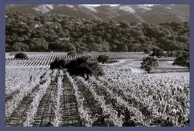 Exploring Terroir & Biodynamic Farming with Martian Ranch Vineyard