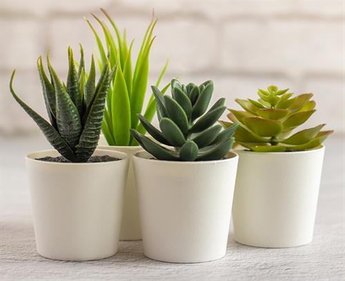 Wine & Craft Class - March 7 - Succulents